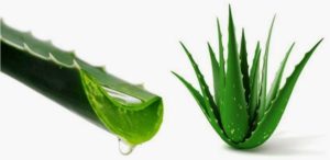 aloe vera gel